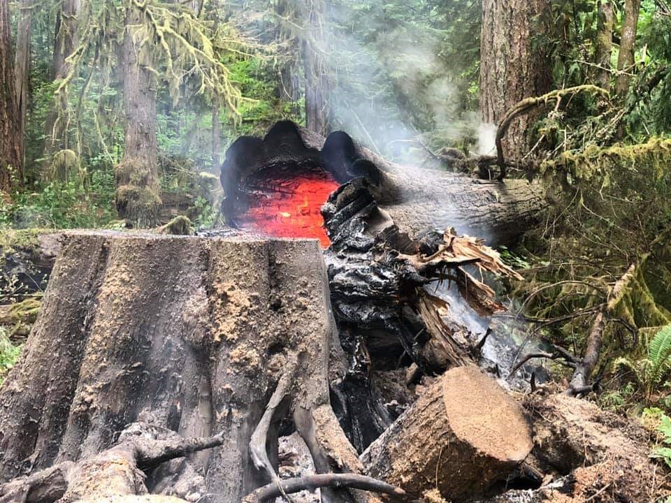 GPNF's tweet photo. ⚡️ Firefighters often close an area when a lightning fire is in the vicinity. Burning trees quickly become a hazard. This tree was struck in 2019 at @GPNF &amp; temporarily closed a trail system. 🔥 If you find a fire, report it to Columbia Dispatch (360) 891-5140 or dial 911.📞 https://t.co/MJcNK9jMG8