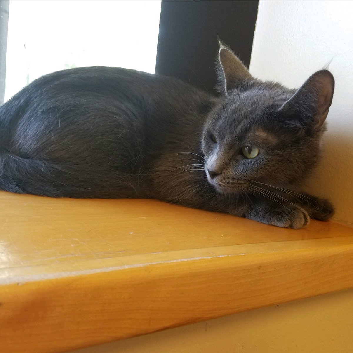 Toledo Animal Rescue tweet media