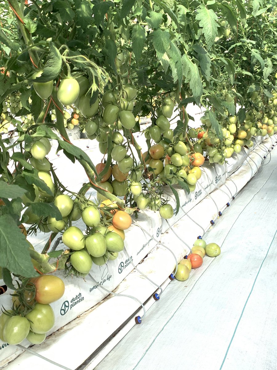 En la foto principal Tomate “Röwen”, que pesó 1,4 libras. En la última foto, tenemos tomates Pera de la variedad “Alana”, en invernaderos 100% hidropónicos. La fruta que se ve a un lado del canal, está siendo “capada”, 1 por racimo, asegurando el crecimiento homogéneo del resto.