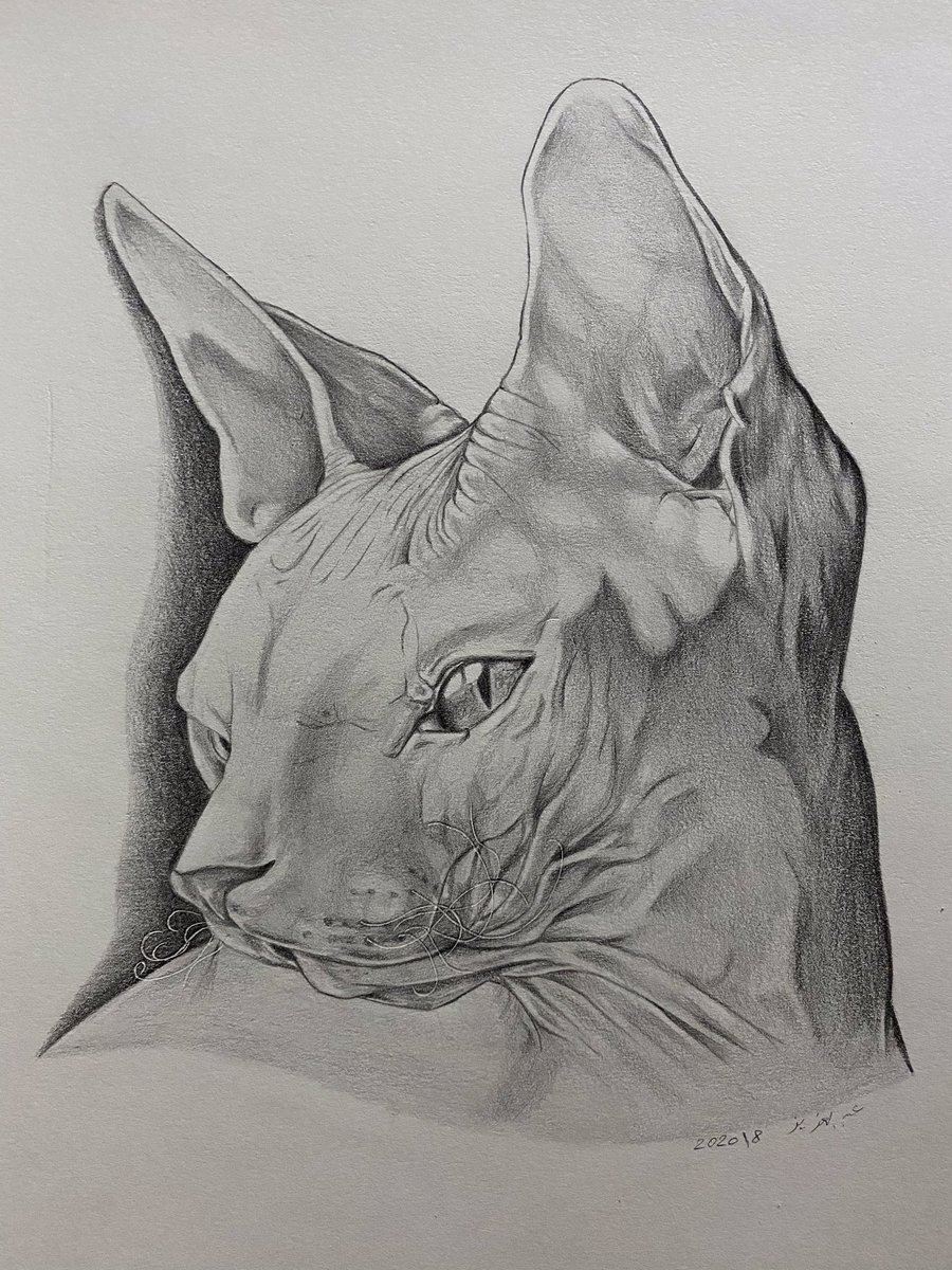 azeez_art's tweet photo. #sketch  Sphynx cat https://t.co/aldVGEnRB5
