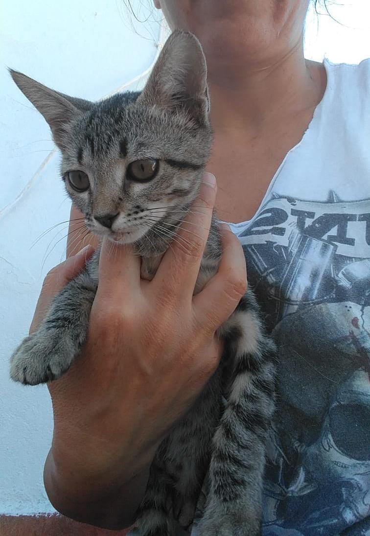CASO EXTERNO :
Esta gatita se la han encontrado en una fábrica es hembra y tendrá aproximadamente 2 meses esta recogida temporalmente pero no se la pueden quedar.
Esta en Montijo (Badajoz) pero puede viajar 
¿Quieres darle una familia?
Contacto : 658225630