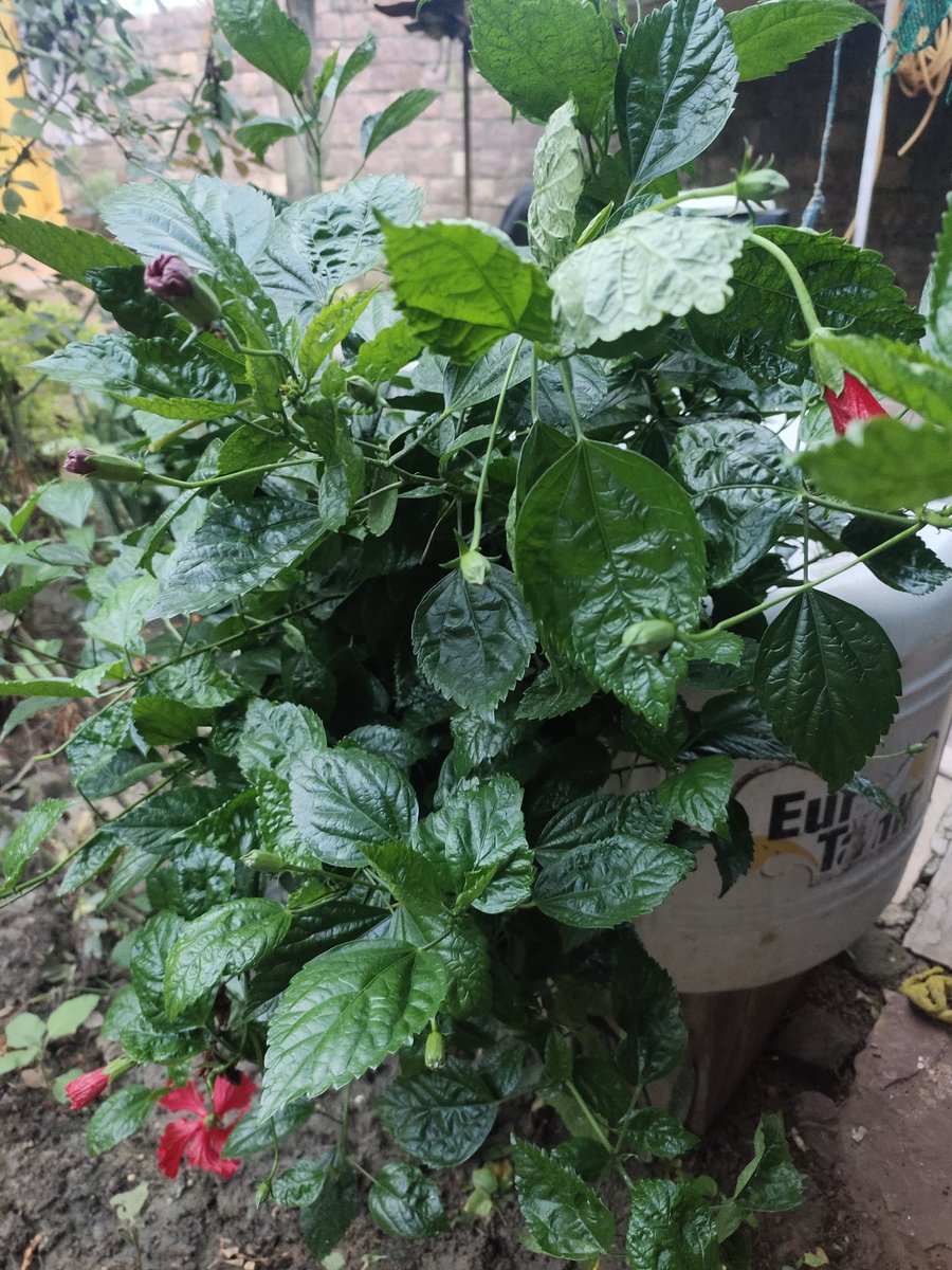 Itskem's tweet photo. The leaf : features and types https://t.co/lN3pjf9TLU https://t.co/6TnAHf0wm8