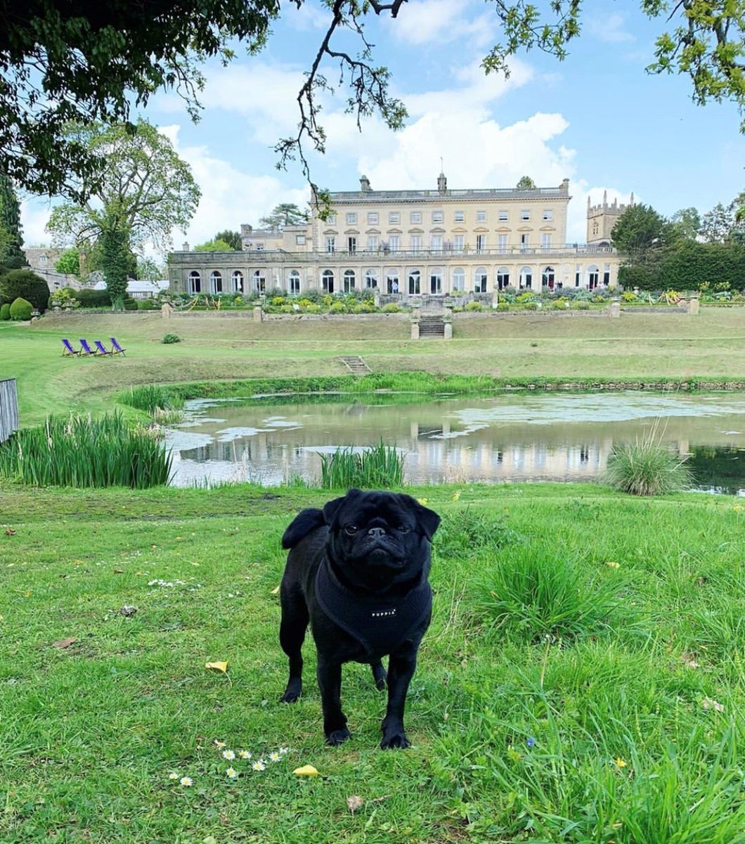 All family members are welcome 💕 We know how important your pooch is and we want them to have just as good a time at Cowley Manor as you do! Visit our website to find out more 👉 cowleymanor.com #petfriendly #petswelcome #dogfriendly #staycation #cotswoldlife