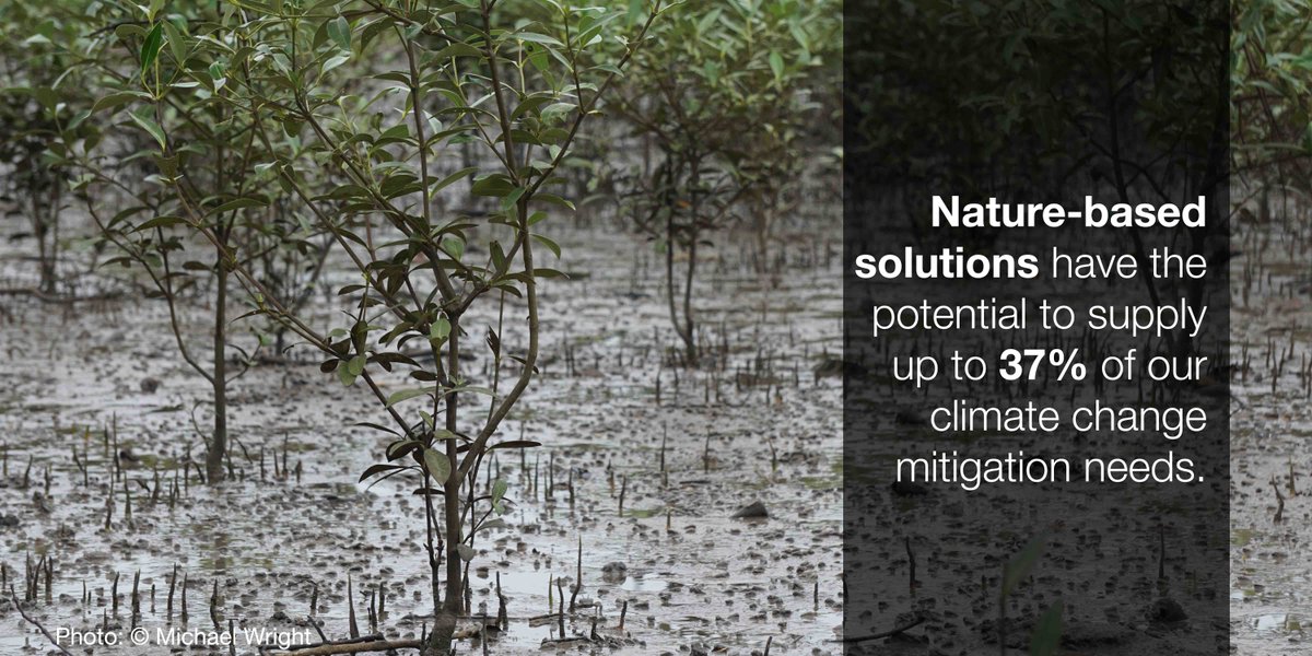 IUCN's tweet image. Nature-based Solutions (NbS) can address societal challenges, but misusing them can harm biodiversity and communities.

The IUCN Global Standard for NbS helps to ensure strong, effective projects. ow.ly/DFrp50B74z0 #NatureBasedSolutions #ConservationWorks