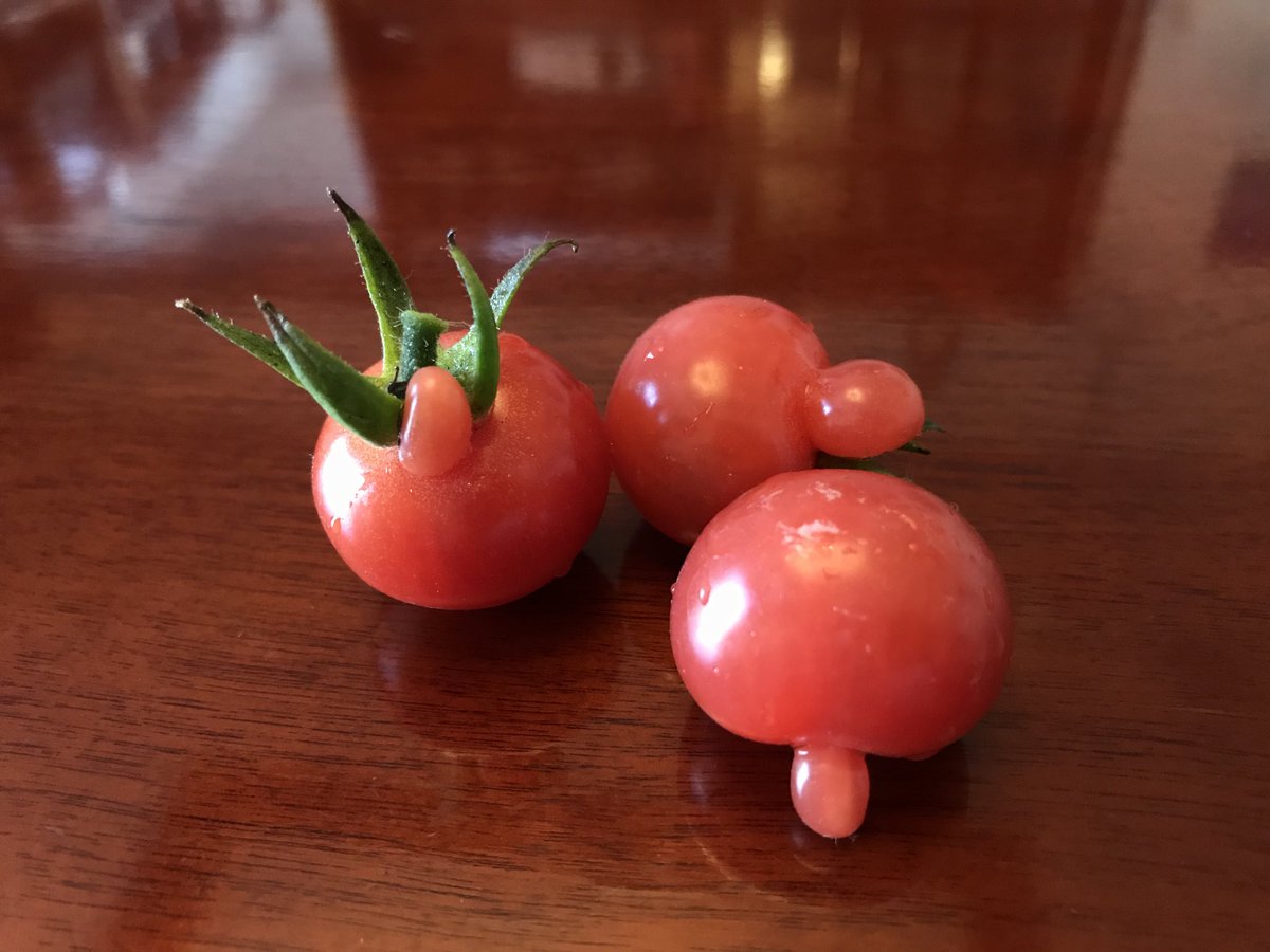 Yoshihiro Kobae A Twitter ある一定数出てくる面白いトマト