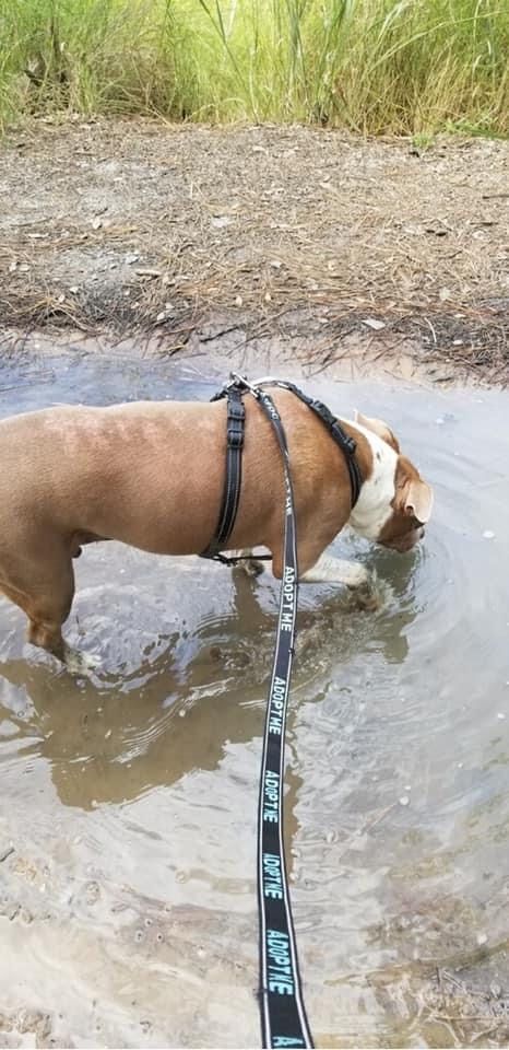 HSGSav's tweet image. Our resident Hippo tater lived up to his name when he found the perfect patch of mud on his dog days of summer adventure!