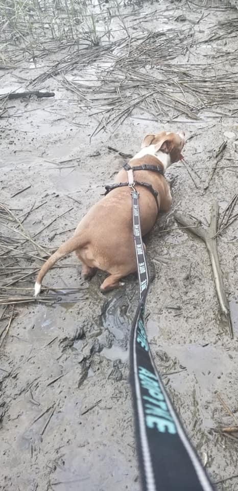 HSGSav's tweet image. Our resident Hippo tater lived up to his name when he found the perfect patch of mud on his dog days of summer adventure!