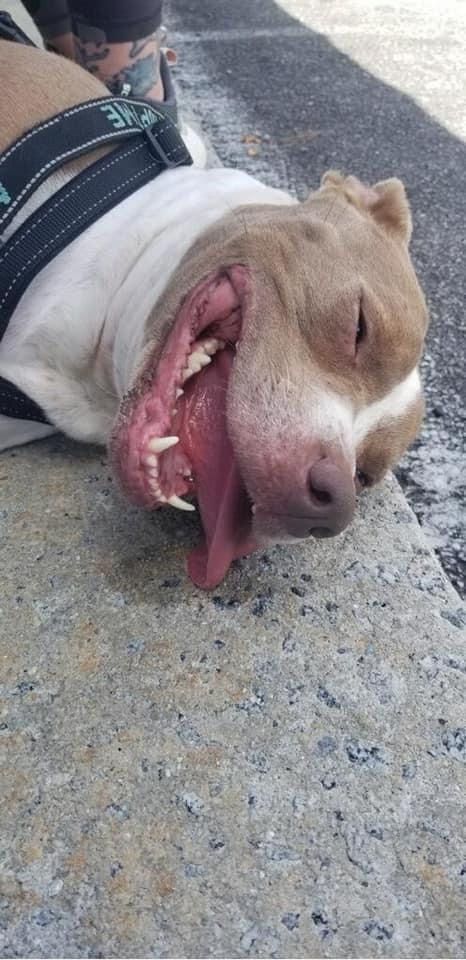 HSGSav's tweet image. Our resident Hippo tater lived up to his name when he found the perfect patch of mud on his dog days of summer adventure!