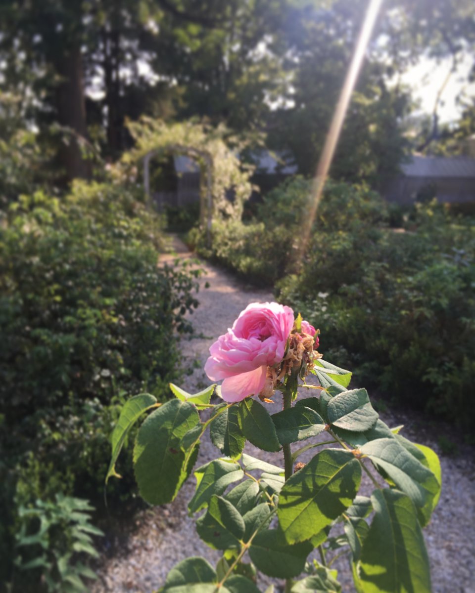 The historic rose garden gets such beautiful slanted light in the late afternoon. 🌱🌷🌤#bloom #americasgardencapital #secretgarden #historichome #green