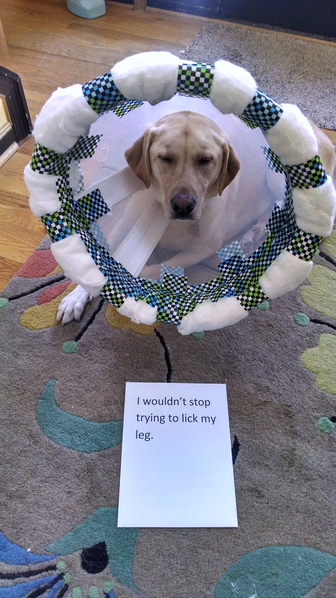 pool noodle as a dog cone