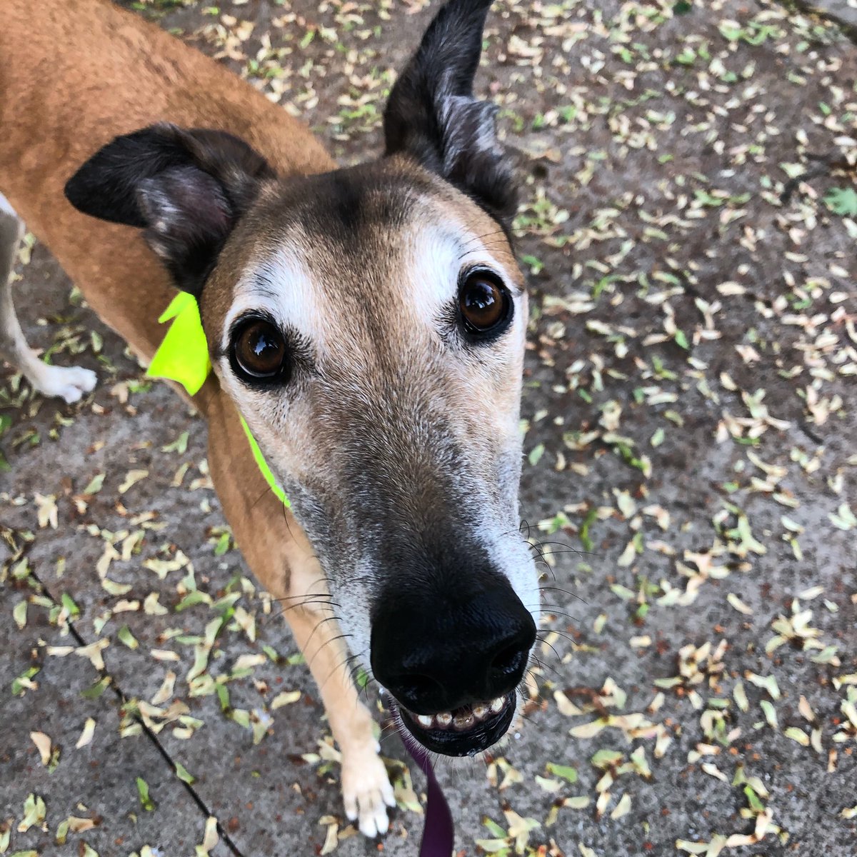 GreyhoundLupin's tweet photo. The more I see of humans, the more I like dogs.  Living in a college town makes me wonder how these young people were raised. 😕#tiredofcorona #MondayMotivation    #MondayVibes    #MondayMorning  #WearADamnMask #pickupyourtrash https://t.co/Wz033jtL0S
