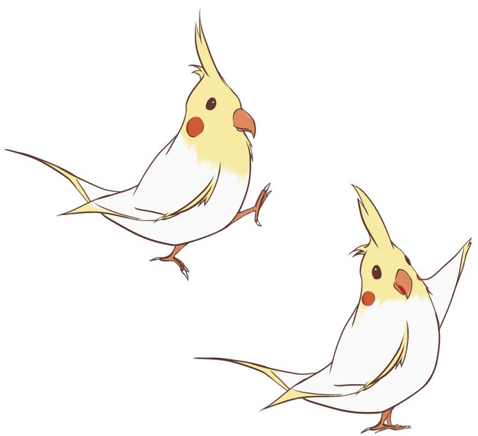 オカメインコのtwitterイラスト検索結果 オカメインコのtwitterイラスト検索結果