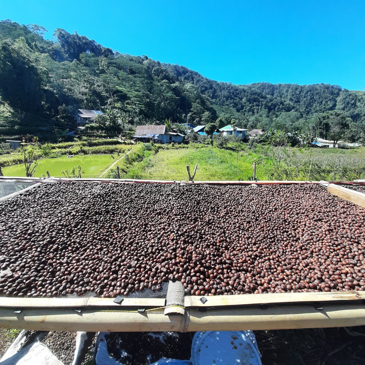 BrGfirmanMo's tweet photo. Wine Proses Premium coffee 

#AyoNgopi #explorekopitopidi #penikmatkopi #kopilokal  #kopitopidi #kopi #topidi #malino #bawakaraeng #desatopidi #malino #pencintaalam https://t.co/vJiCzQw5k4