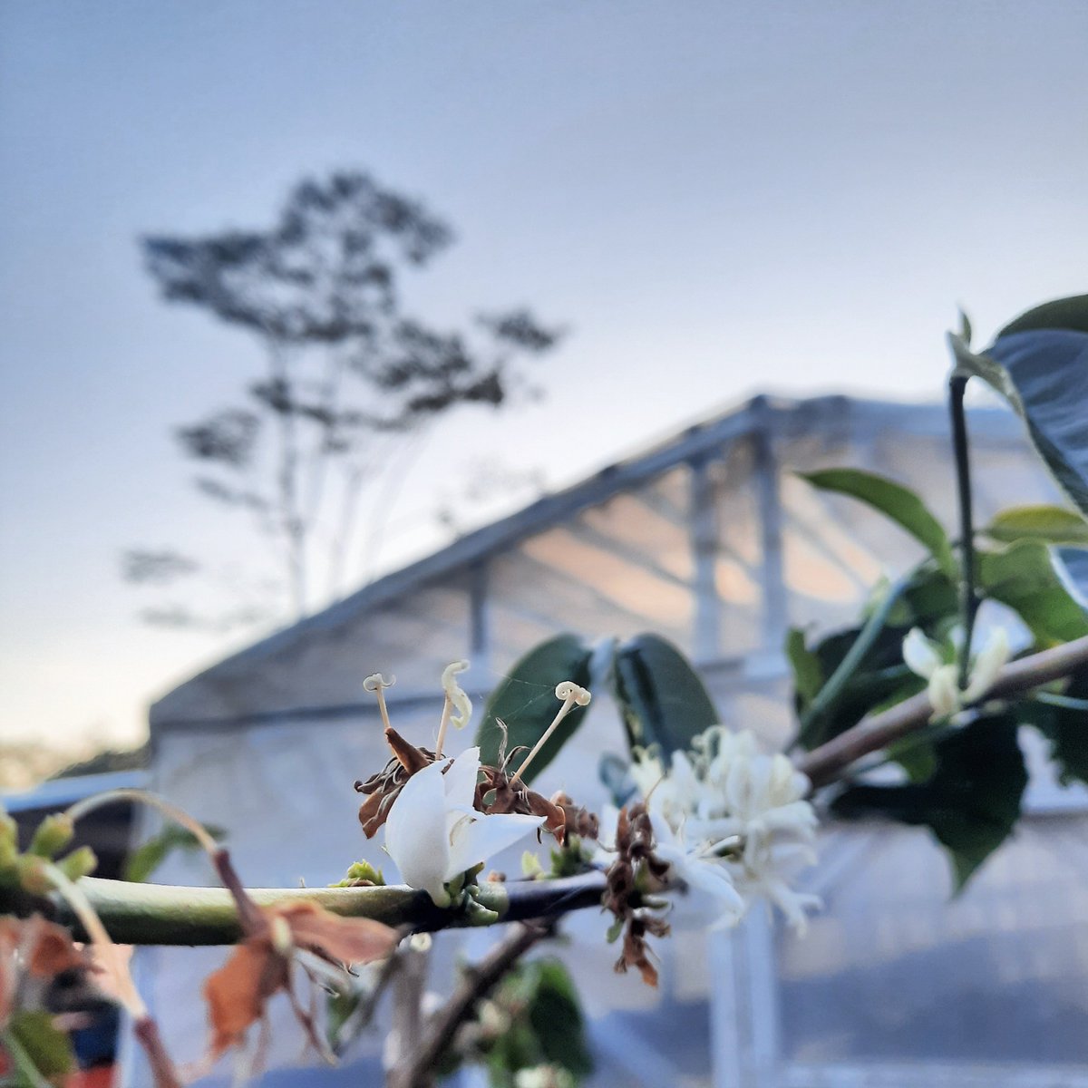 BrGfirmanMo's tweet photo. Wine Proses Premium coffee 

#AyoNgopi #explorekopitopidi #penikmatkopi #kopilokal  #kopitopidi #kopi #topidi #malino #bawakaraeng #desatopidi #malino #pencintaalam https://t.co/vJiCzQw5k4