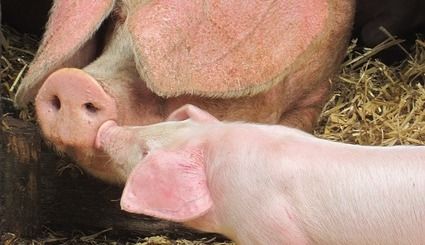 Family is family, no matter the species. 💕