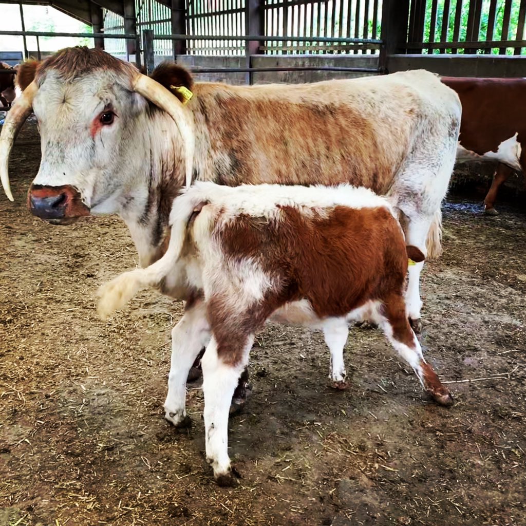 MeadowsFarmVets's tweet photo. Stopping for a quick top-up 🥛 during TB testing 
#longhorncattle #teamvet #farmvetlife #springcalf #grassfedbeef https://t.co/scwcNLLXrm