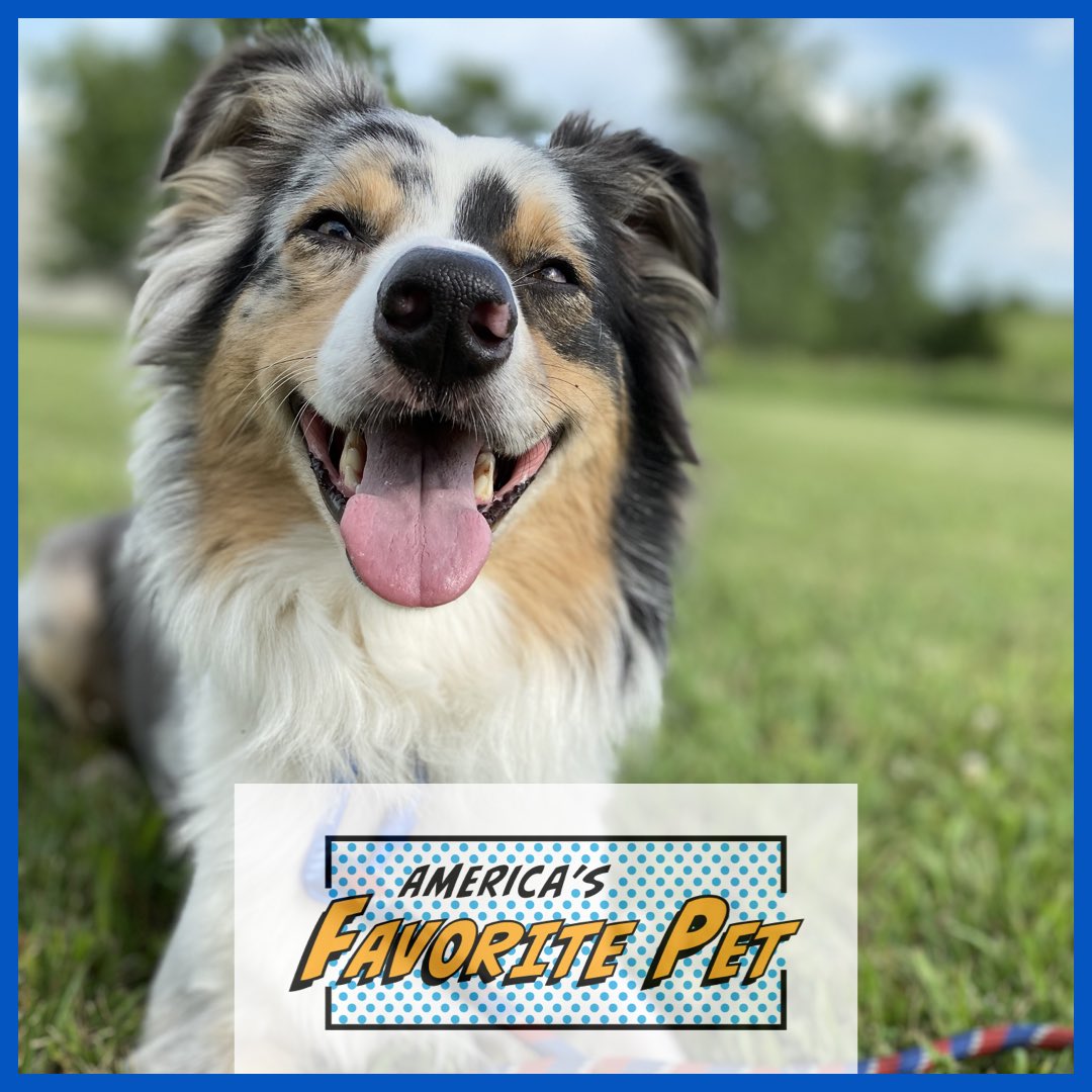 OutdoorsOutward's tweet photo. Every year a virtual competition takes place that allows you to #vote for you favorite dog and cat. The winner will win $5,000 and be featured on @dogster magazine! Read more about this special dog at https://t.co/7BMNRrLelJ #americasfavoritedog #doggo #doggosdoingthings https://t.co/P9QNtJcWhh