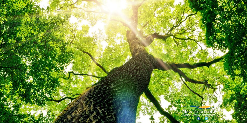 NewTecumseth's tweet image. #NewTecumseth will be planting 500 trees in the coming days and weeks. More info: bit.ly/31pEH1W