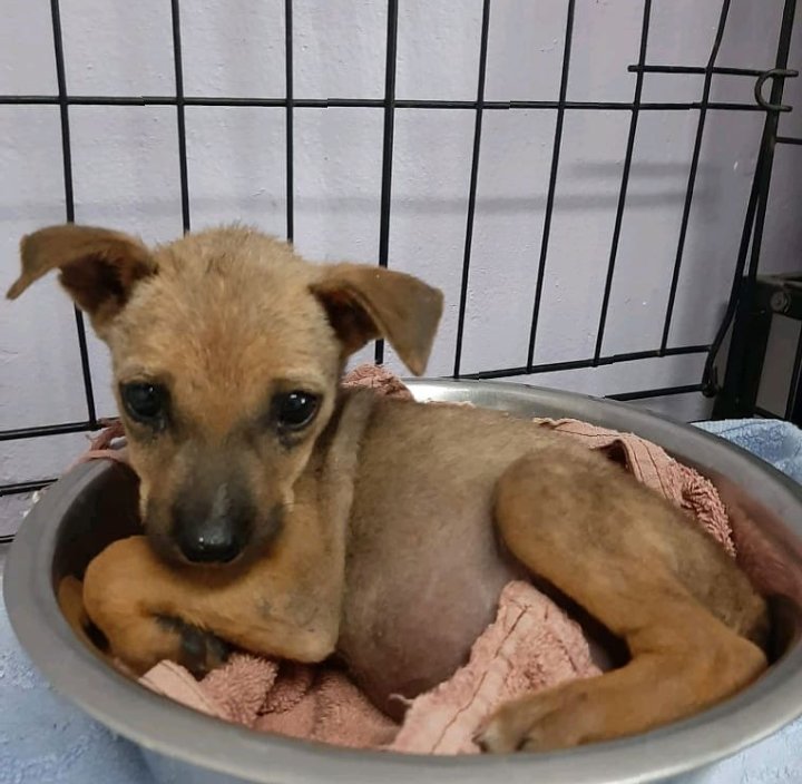 #ARG #BUENOSAIRES 
🎉🎉🎉TYRONE IS SAFE👼🙏🙏 !!!! AFTER SEVERAL TREATMENT SESSIONS HE HAS SHOWN IMPROVEMENT AND LOOKS HAPPY, THANK YOU FOR YOUR COLLABORATION TO BE ABLE TO ACHIEVE THIS, YOU ARE ANGELS, I WISH YOU HAPPY MONDAY!🤩✨👍