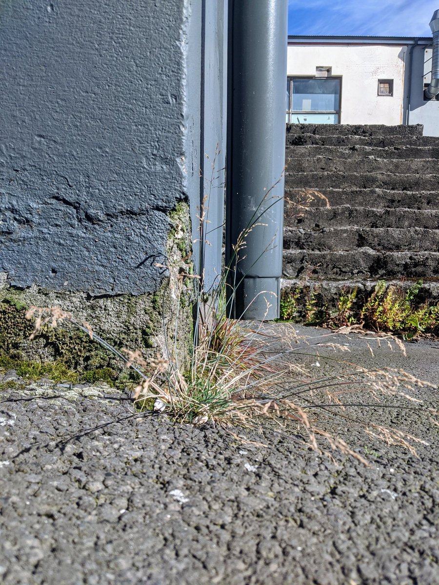 Náttúra Reykjavíkur (@natturarvk) on Twitter photo 