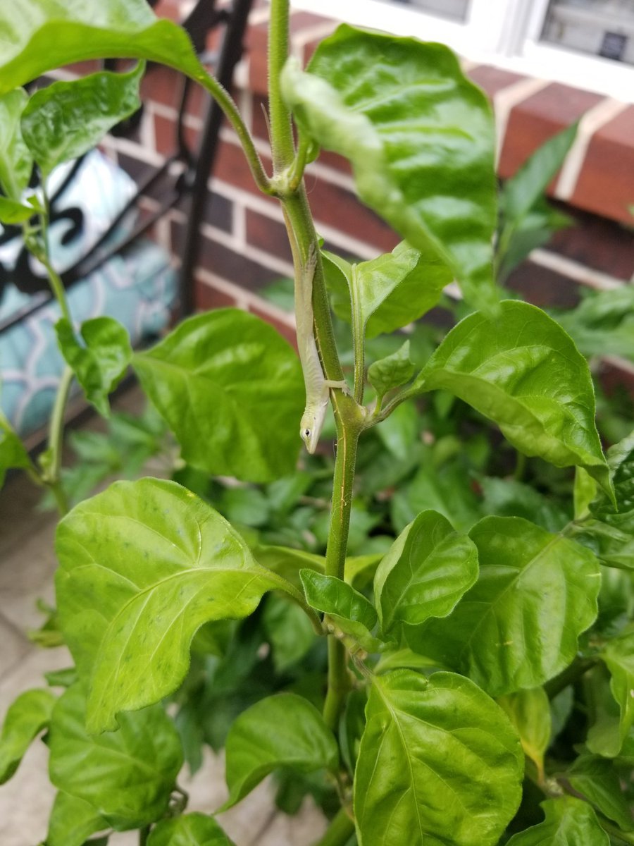 BadgersPeppers's tweet photo. I spy with my little eyes... can you spot the lizard before swiping through the rest of the pictures? 🦎 
#BadgersPepperProducts #peppers #hotpeppers #spicypeppers  #stayspicy #BadgersPepperGarden  #organic #organicgardening #peppergarden #Texas #texasheat #reptile #lizard #anole https://t.co/whrslXr2yy