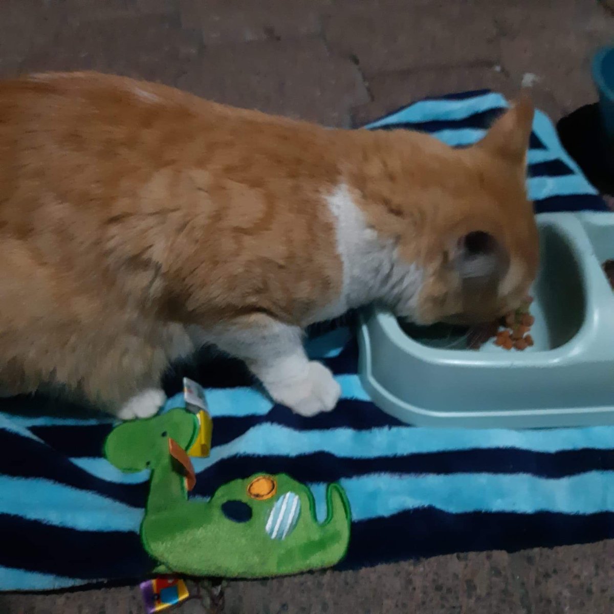 Animales_CDMX's tweet photo. 🆘🆘🆘 #URGE #HogarTemporal u #HogarDefinitivo para gatito que llegó al patio de una casa, tienen varios perritos de raza grande que no se llevan bien con gatitos necesitamos apoyo para resguardar a este chaparrito, se encuentra en la @Alc_Iztapalapa https://t.co/hEVJlfbC8e