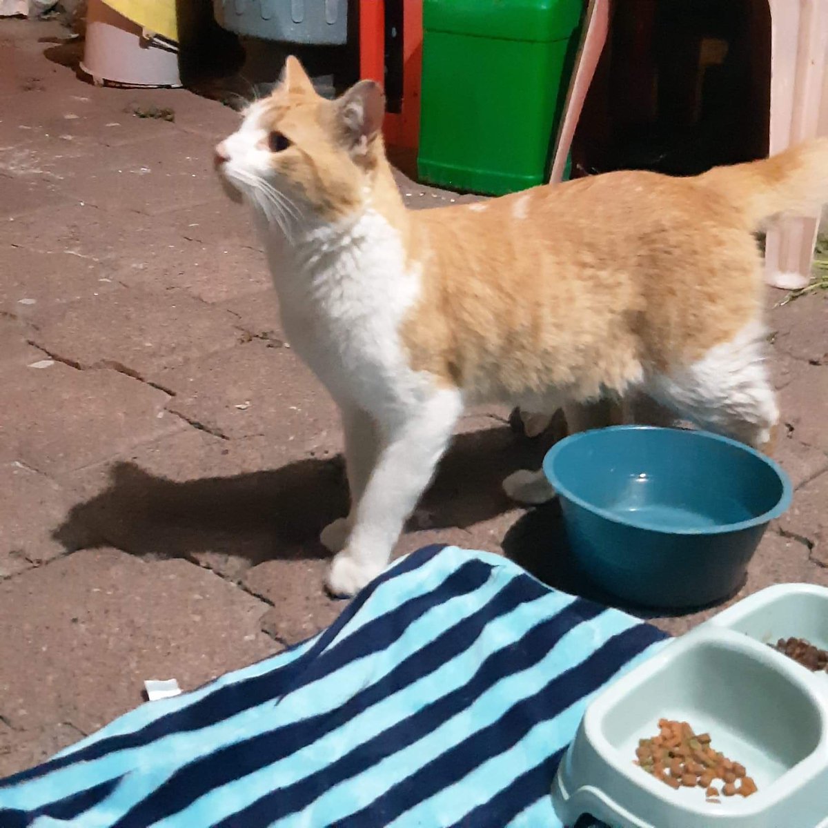 Animales_CDMX's tweet photo. 🆘🆘🆘 #URGE #HogarTemporal u #HogarDefinitivo para gatito que llegó al patio de una casa, tienen varios perritos de raza grande que no se llevan bien con gatitos necesitamos apoyo para resguardar a este chaparrito, se encuentra en la @Alc_Iztapalapa https://t.co/hEVJlfbC8e