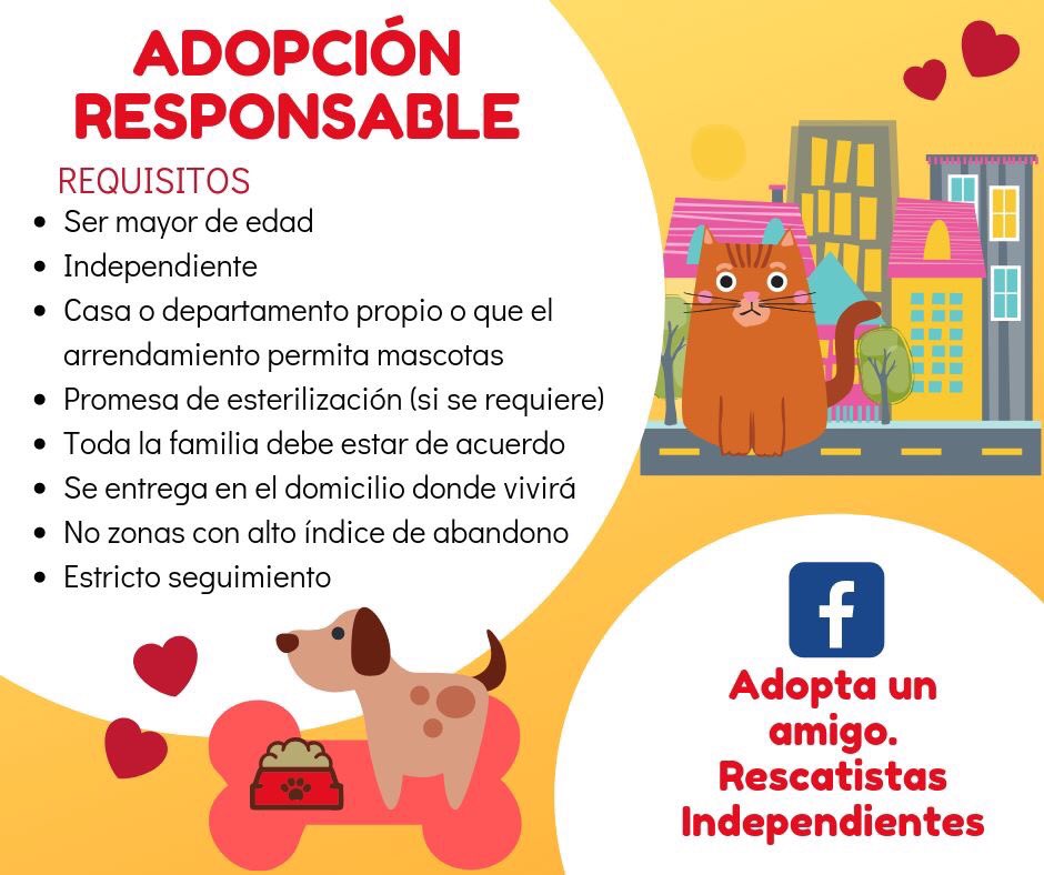 Animales_CDMX's tweet photo. 🆘🆘🆘 #URGE #HogarTemporal u #HogarDefinitivo para gatito que llegó al patio de una casa, tienen varios perritos de raza grande que no se llevan bien con gatitos necesitamos apoyo para resguardar a este chaparrito, se encuentra en la @Alc_Iztapalapa https://t.co/hEVJlfbC8e