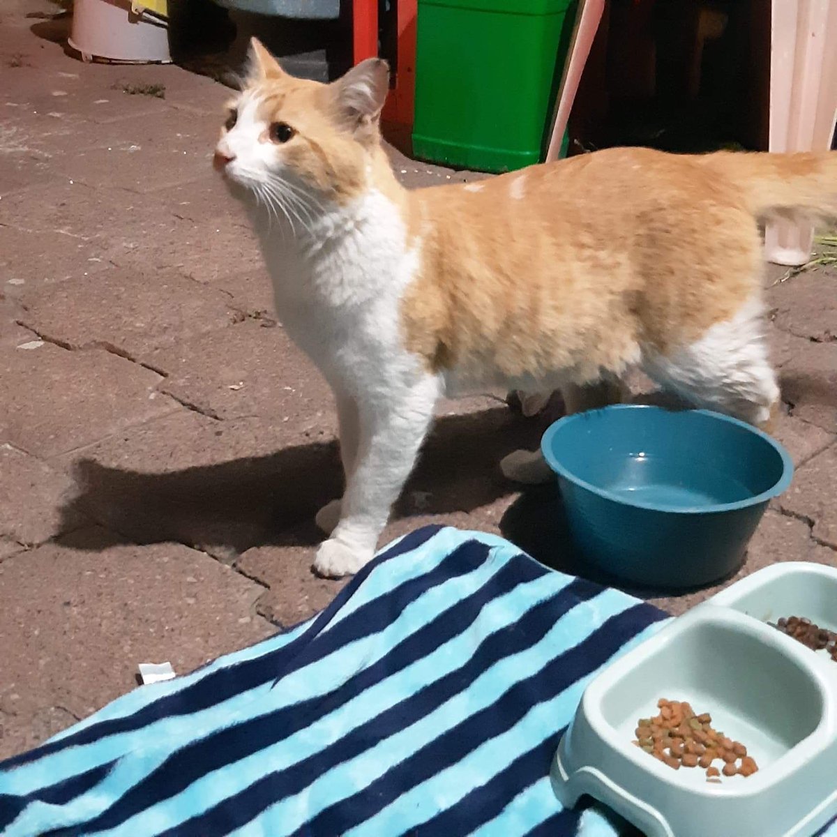 Animales_CDMX's tweet photo. 🆘🆘🆘 #URGE #HogarTemporal u #HogarDefinitivo para gatito que llegó al patio de una casa, tienen varios perritos de raza grande que no se llevan bien con gatitos necesitamos apoyo para resguardar a este chaparrito, se encuentra en la @Alc_Iztapalapa https://t.co/hEVJlfbC8e