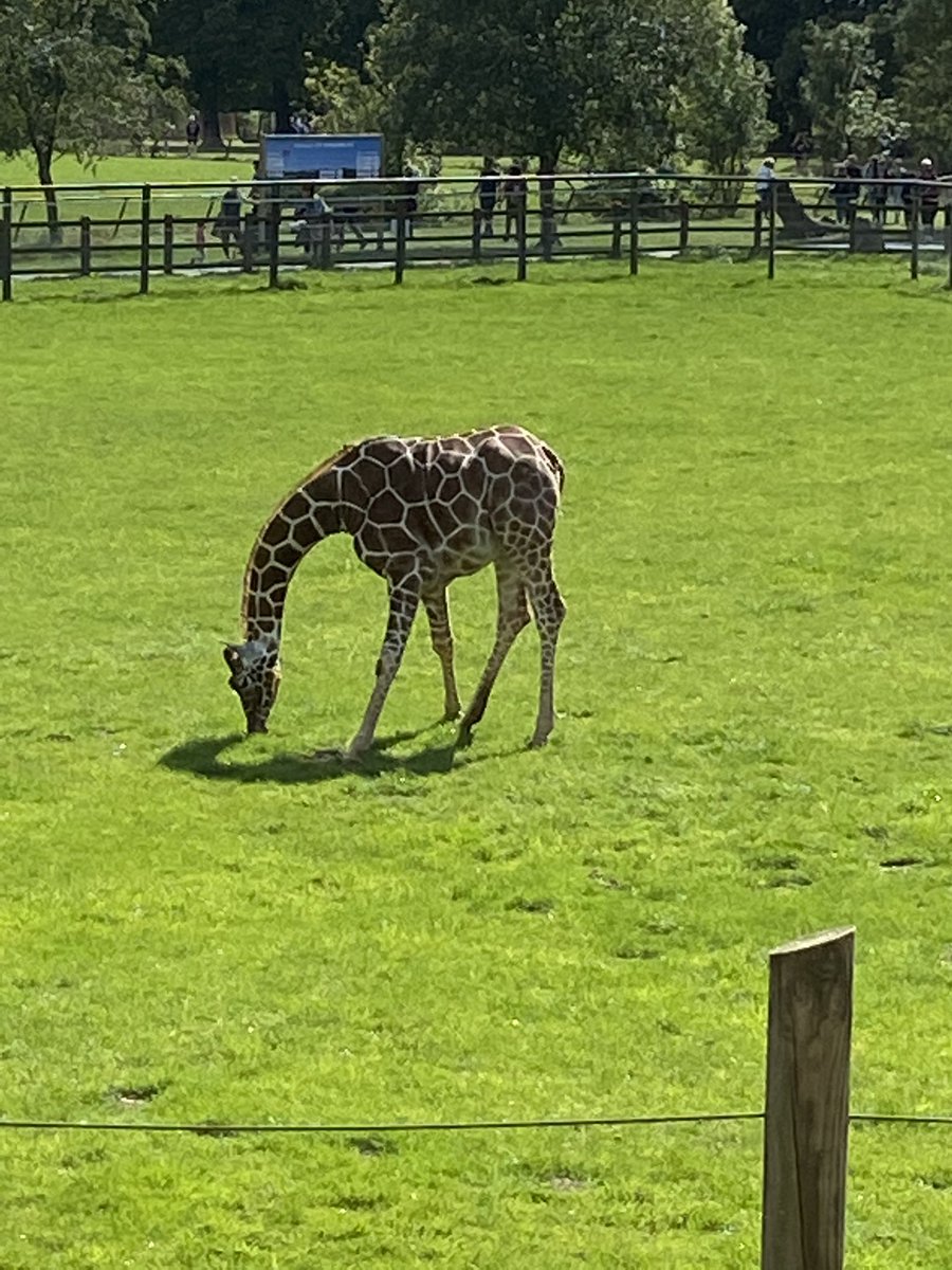 Survived an afternoon at ZSL Whipsnade Zoo with my niece! No one told me that the zoo was so big! Hopefully she will sleep well tonight, I know I will.