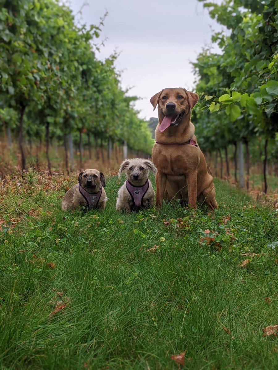 WayneAnd_Garth's tweet photo. Last week our humams were on cloud wine when we visited @RathfinnyEstate 
Read all about our stay here!
https://t.co/j0tAfn9ezl https://t.co/qTAoP4sghB