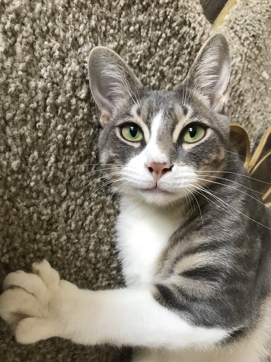 OhTylarr's tweet photo. Please vote for my kitty Fred 😹He could be in Catster magazine. 📸https://t.co/6tN6zbohle https://t.co/t2sGfHTo0h
