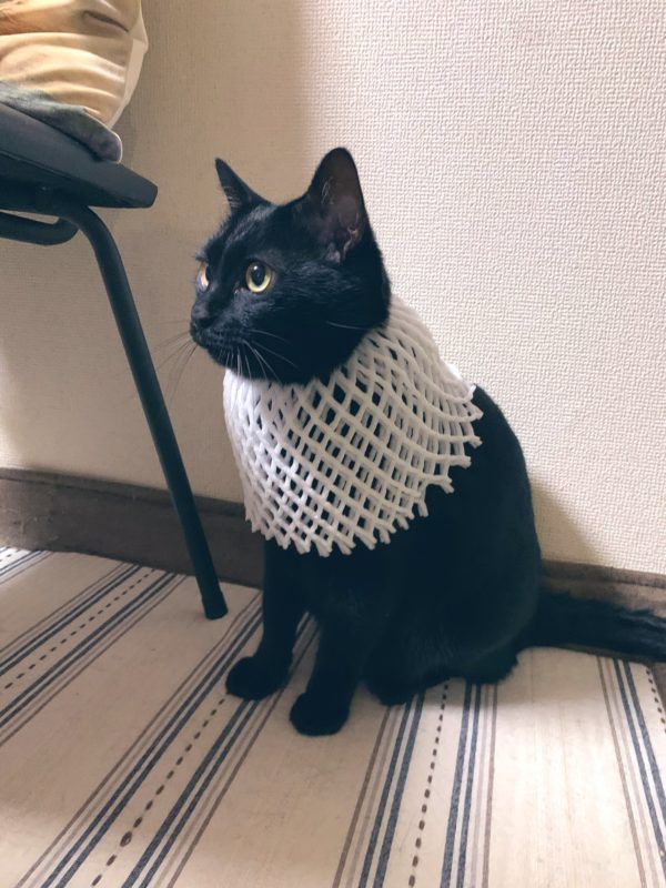 Meowed's tweet photo. From @s_s_m_333

I call this furrshion

#meowed #meowedofficial #TheMeowedClub https://t.co/uKxekYwlWT