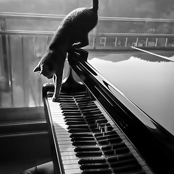 DColarullo's tweet image. Ora tu pensa: un pianoforte. I tasti iniziano. I tasti finiscono. Tu sai che sono 88, su questo nessuno può fregarti. Non sono infiniti, loro. Tu sei infinito, e dentro quei tasti, infinita è la musica che puoi suonare. Loro sono 88, tu sei infinito. Questo a me piace.