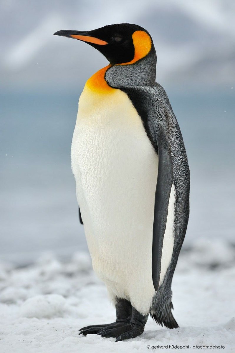 Jiu - King Penguin - The most beautiful of penguin/human