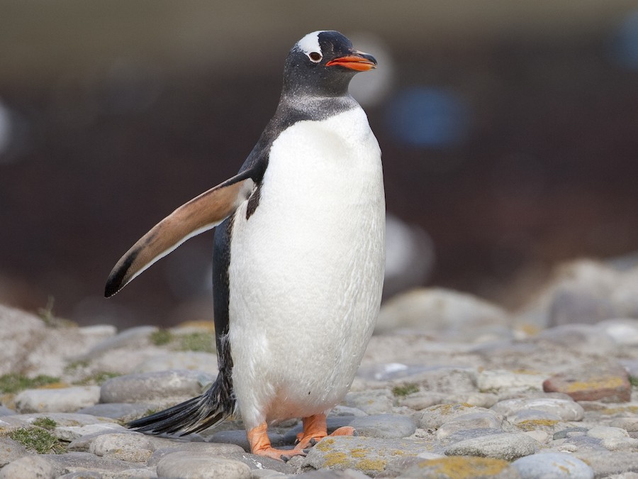 Handong - Subantartic Gentoo Penguin- Elegant and majestic
