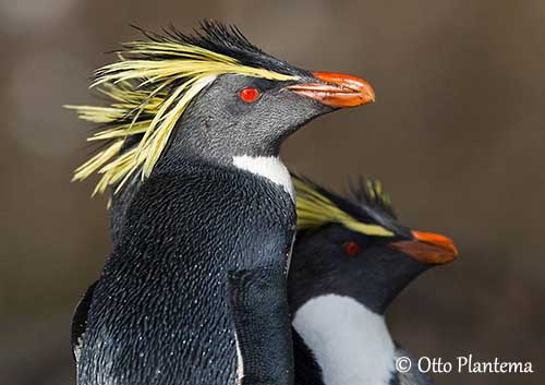 Dami - Northern Rockhopper Penguin- Curious and shy but in the end all they want is a bit of love - Devil eyes come