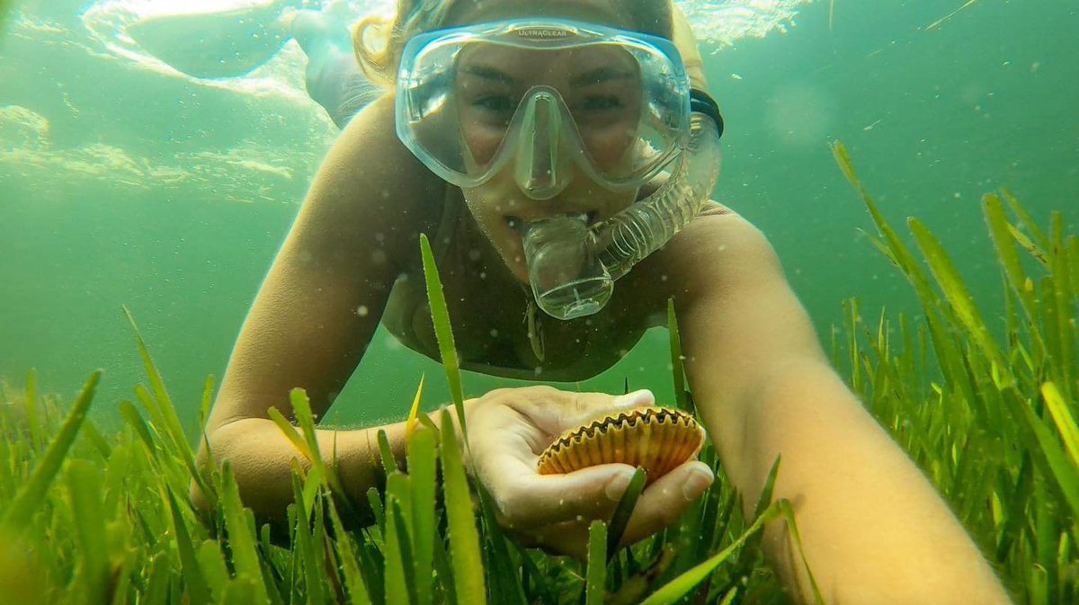 RealSaltLife's tweet photo. Bri Andrassy scalloping in Florida!

#teamsaltlife #saltlife #freshscallops #eatwhatyoucatch #wayofthewaterman https://t.co/cfjrehnFqj