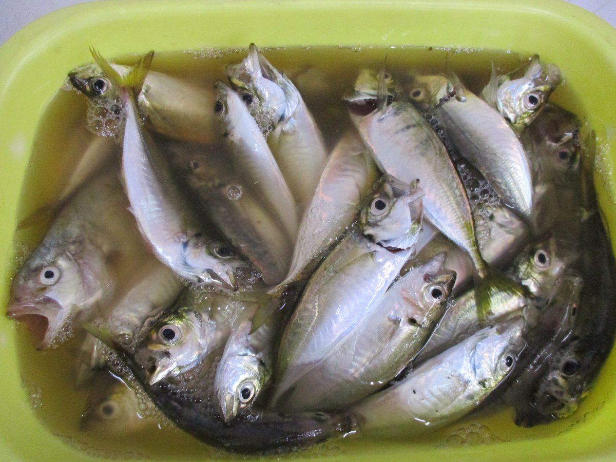 釣侍北茨城 8 23の釣果です 大津の主より アジ約40匹 夕方 小一時間の釣果です 釣侍北茨城 8 23の釣果です 大津の主より アジ約40匹 夕方 小一時間の釣果です