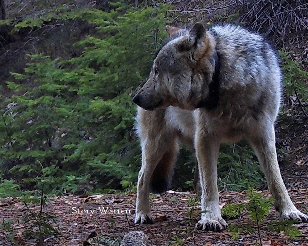 Glimpses of an Extraordinary Old Wolf - tracking male 32 of the Teanaway Pack. 
kids4wolves.blogspot.com/2020/08/glimps…