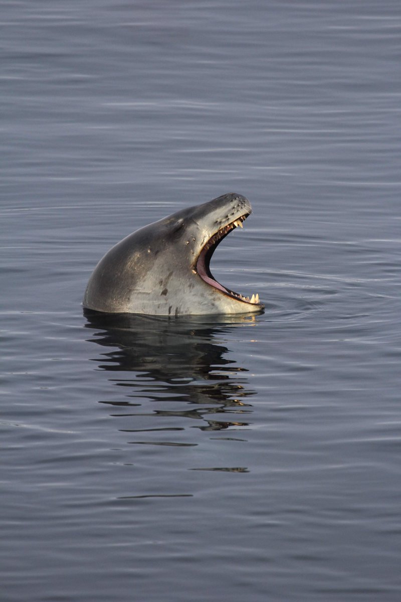 JamesRRobbins's tweet photo. Check out those chompers!
Leopard seals have sharp teeth for tearing large animals (e.g. π§π§), and sieve like teeth to filter small prey (e.g. π¦) out of the water.
They can open their jaws surprisingly wide! https://t.co/eZEVnN84jB
