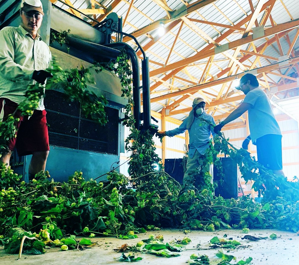 #themoreyouknowmonday🌈 This Wolf Picker is our harvester that strips hop cones from the bines. We had this shipped over from Poland where the Picker processed hops for over 35 years. Imagine the beers that have been made from the help of this machine! 🤘🍻