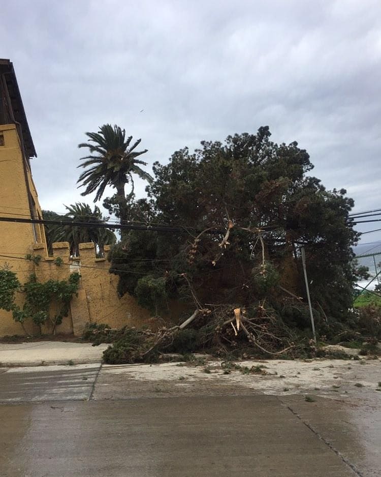 RedNoticiasVR's tweet photo. 📍 Cartagena
⚠️ PRECAUCIÓN
Fuertes ráfagas de vientos provocan caída de arbol en calle San Vicente, sector #ConteVerde.
➡️ Fotografía cedida https://t.co/mK6m2Dv1Hm