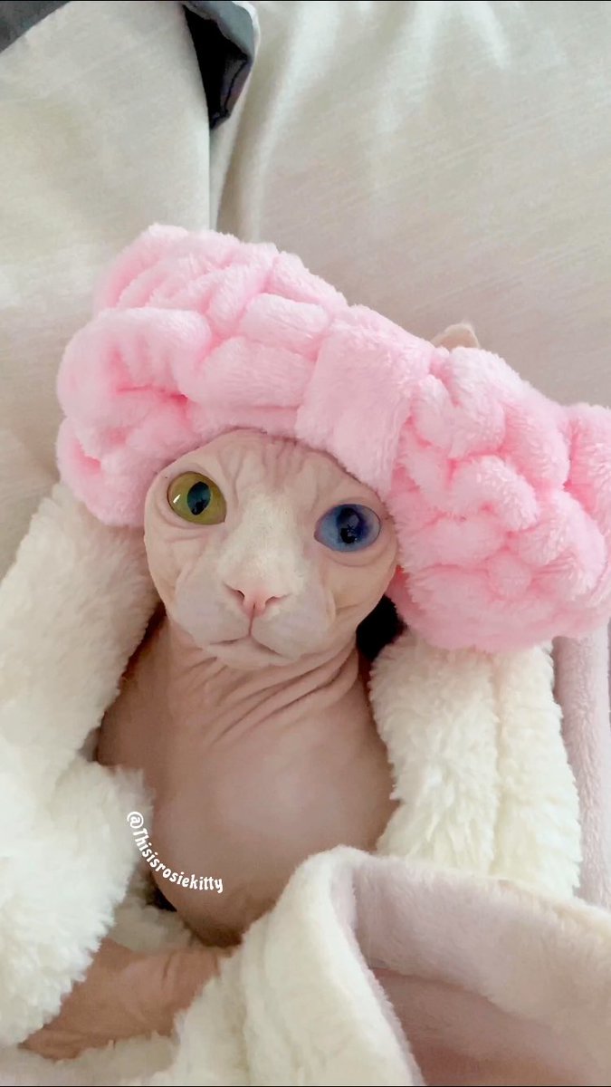 “Took a nice, VERY NEEDED spa day. All this playing can get quite tiring.”
#sphynx #sphynxcat #sphynxcats #sphynxlife #meow #cats #cat #CatsOnTwitter