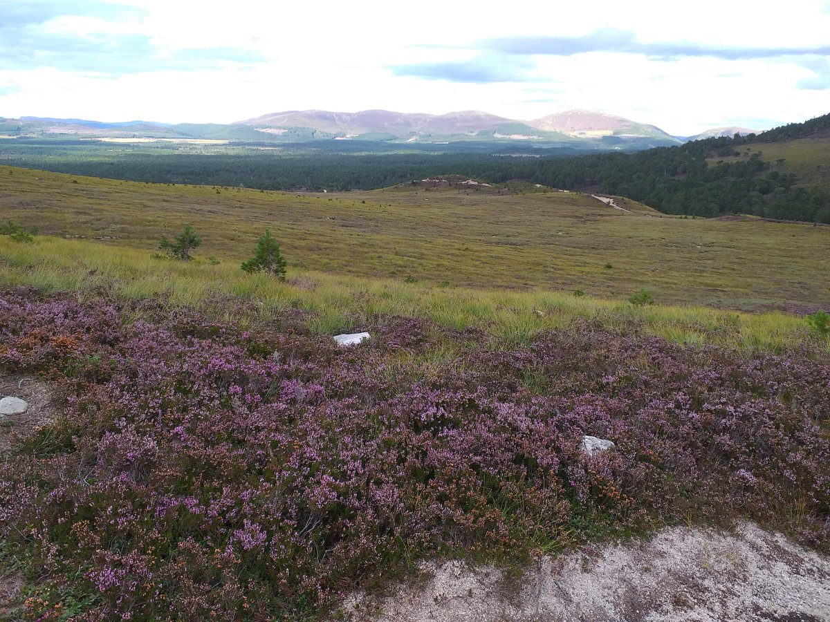 IvoriesStrings1's tweet photo. Stunning views today at #Cairngormsnationalpark #timeout #Summer2020 #musicteacheronholiday #whennotteaching https://t.co/O321MwSczE