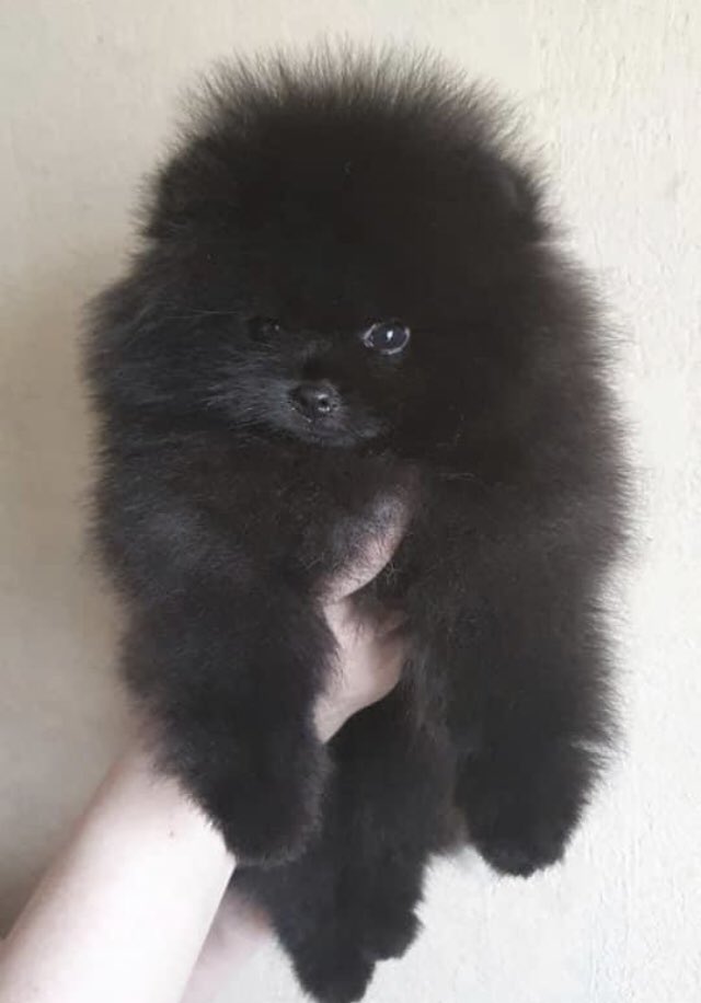LunaPoms's tweet image. 2 stunning Pom Girls Ready Early September smaller than standard . LunaPoms Hartford CT.  Reserve Now