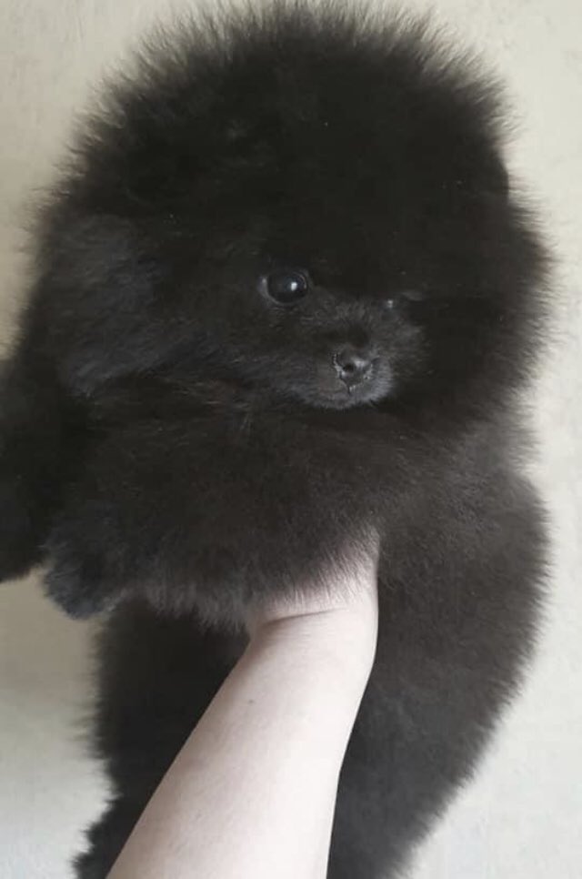 LunaPoms's tweet image. 2 stunning Pom Girls Ready Early September smaller than standard . LunaPoms Hartford CT.  Reserve Now