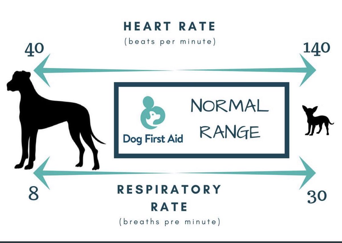 DFASCOTLANDNOR1's tweet image. Know what’s normal so you can recognise when things are not .. learn this &amp;amp; lots more on my course #dogfirstaidscotlandnorth #DogsofTwittter #ScottishTwitter #scottishdogs #dogfriendlyscotland #learninglive #loveurdog #puppiesofinstagram