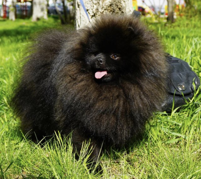 LunaPoms's tweet image. LunaPoms Hartford CT