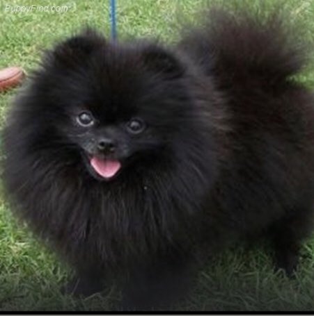 LunaPoms's tweet image. LunaPoms Hartford CT